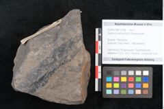 Foto (Objekt + Etikett) von Quercus pachyphylla Ettingshausen (NHMW-GEO-2024-0188-10238)